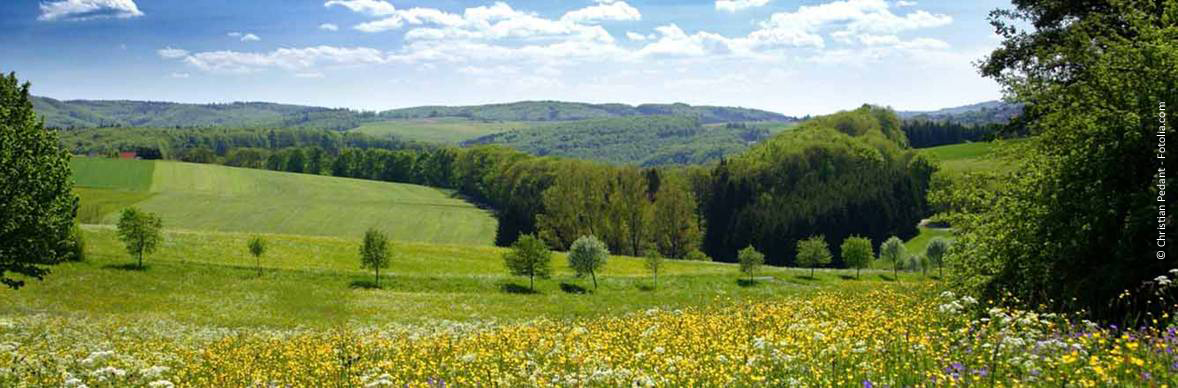 bluehende_landschaft_ausschnitt.jpg